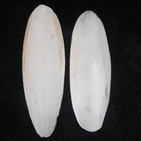 TWO Cuttle Bones - Each Approx. 2'' W x 6'' L